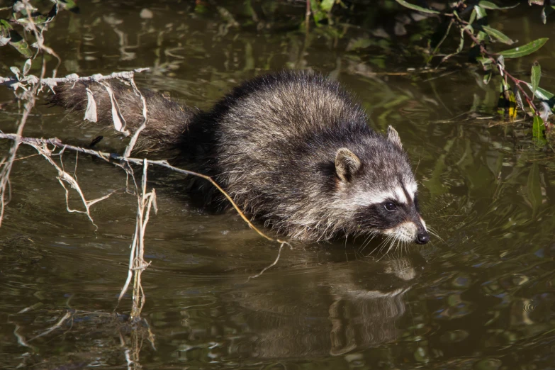 a rac is swimming in a river next to trees