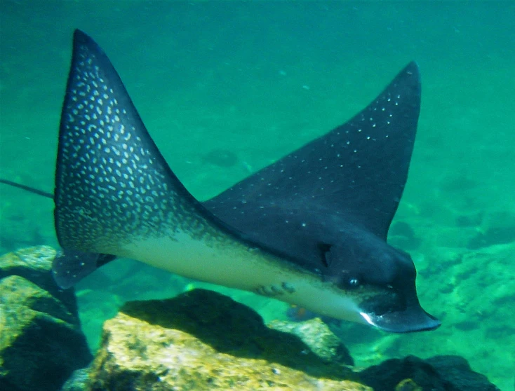 a large fish swimming under water in a lake