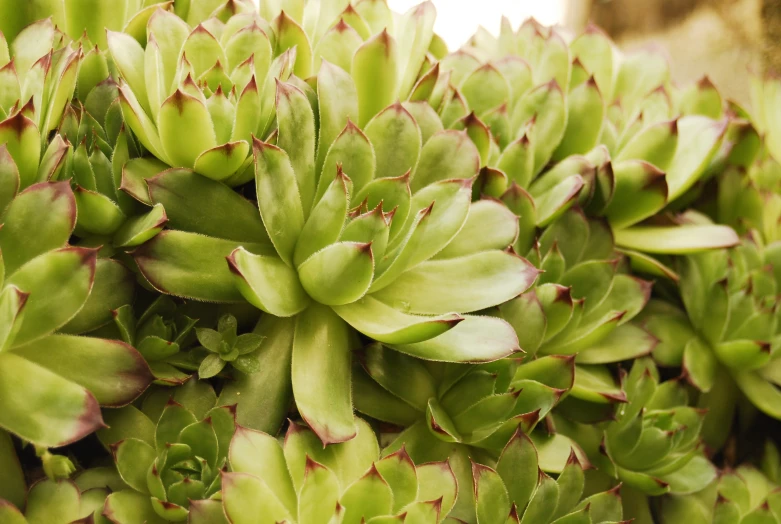 closeup po of plant with green leaves in sunlight