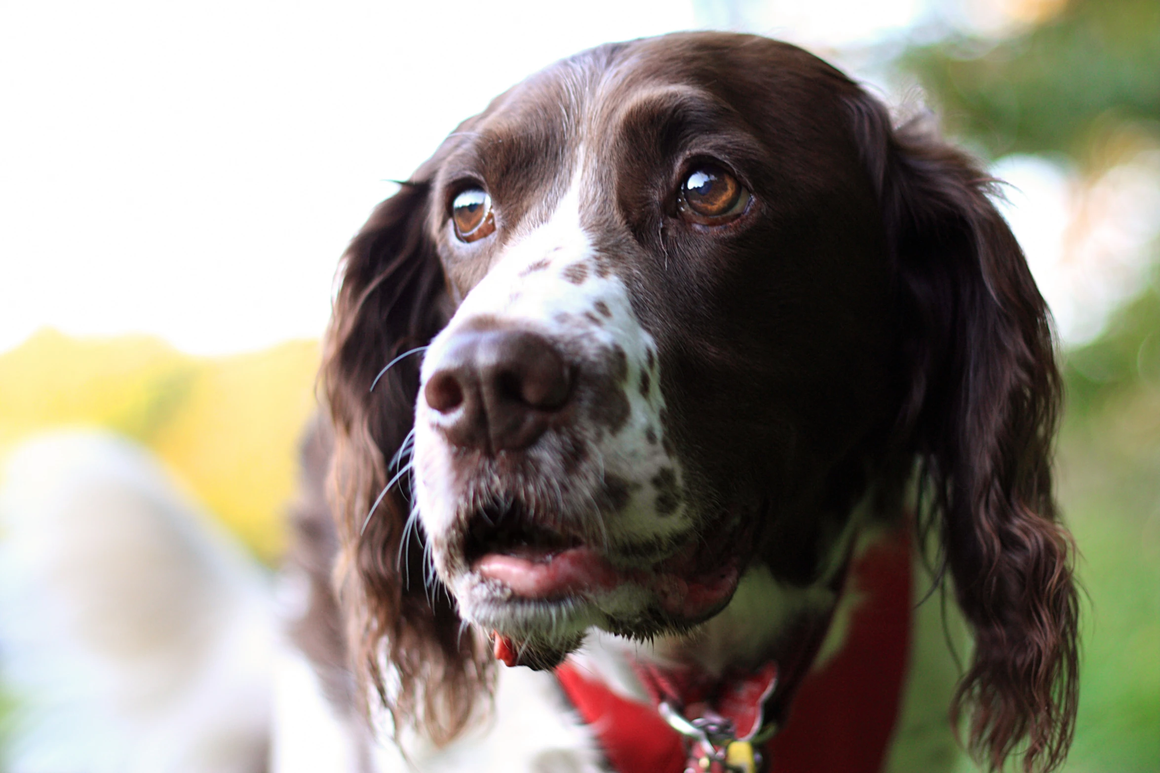 a dog with an indifferent look on his face