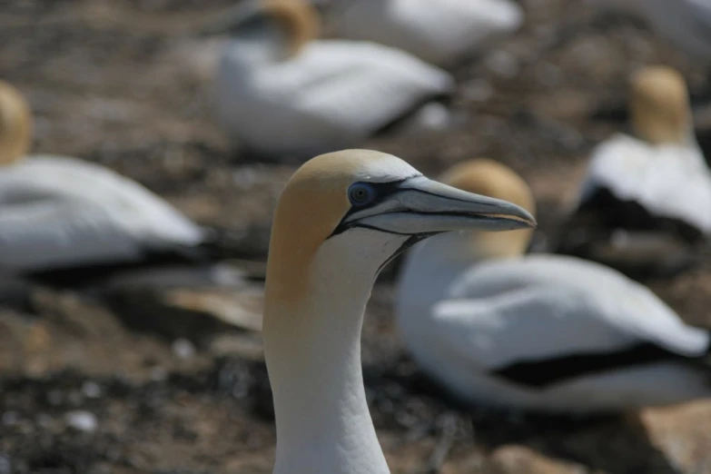 a flock of white and brown birds on dirt