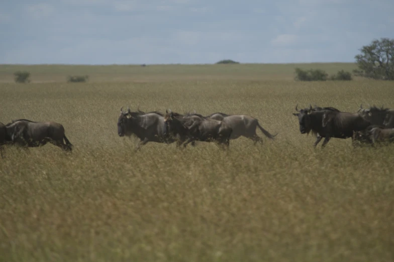 a herd of wild cows are walking through the field