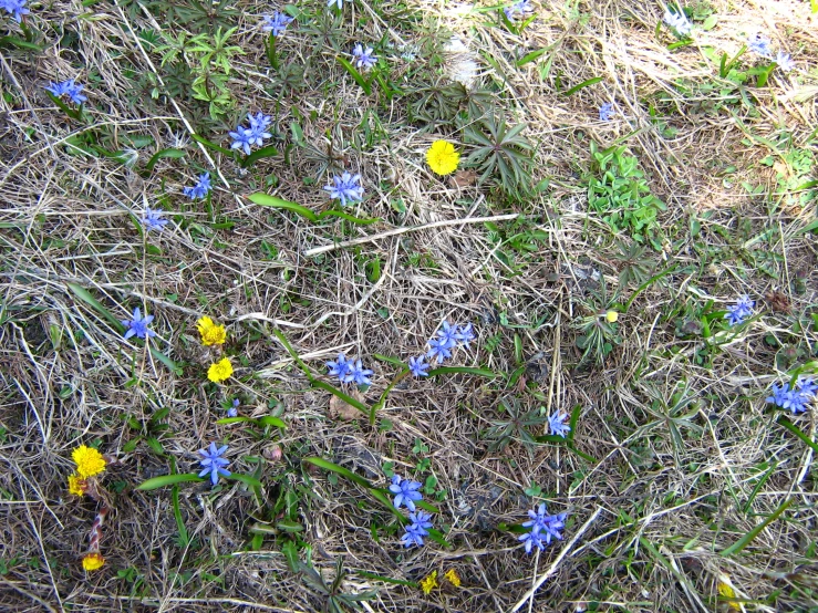 wildflowers on the side of the road are blue and yellow