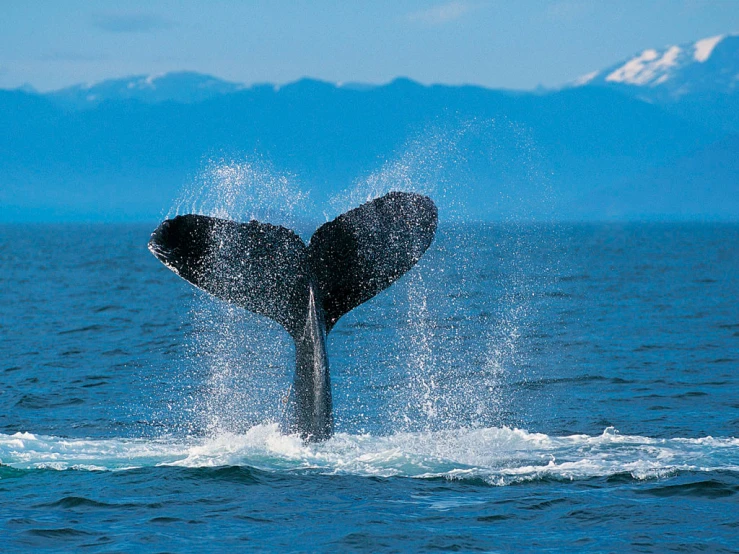 the tail of a whale is visible in the water