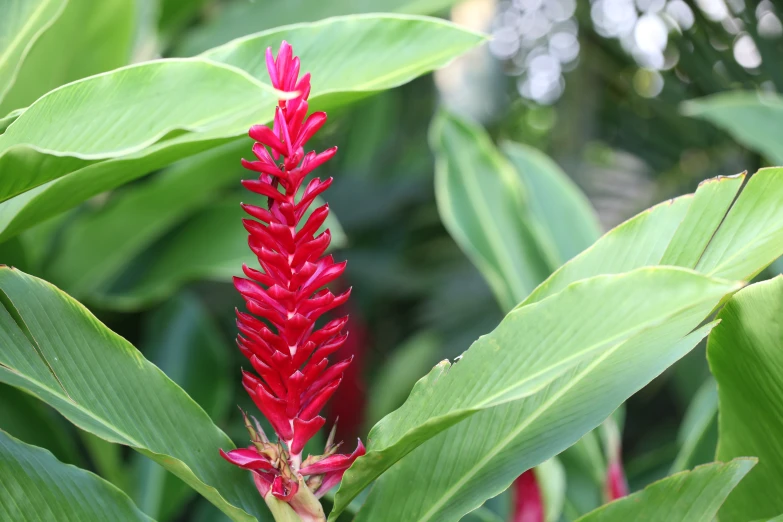 a red flower blooming in a green garden