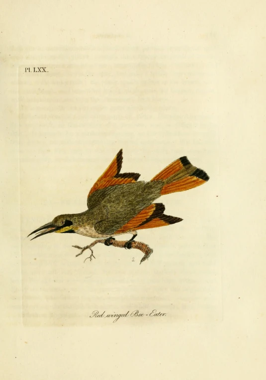 a hand colored illustration of two birds on a nch