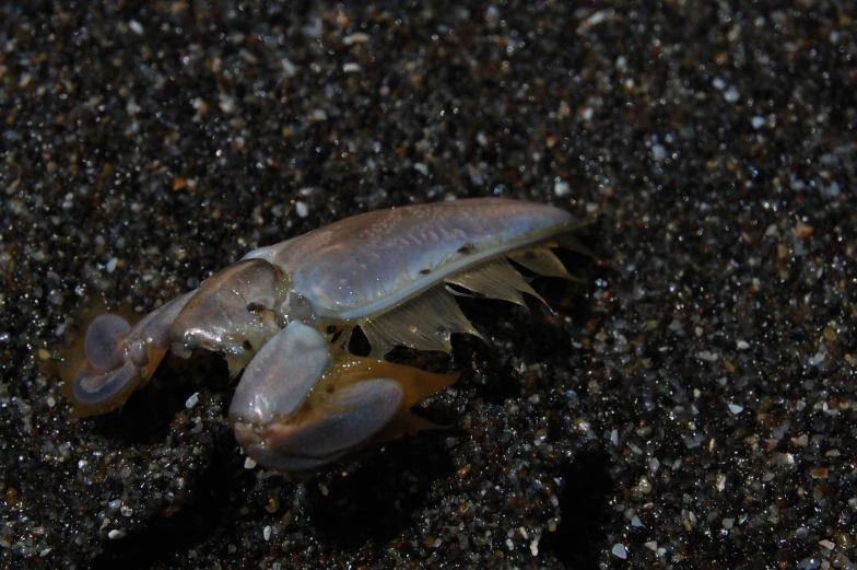 an image of a dead bug on black ground