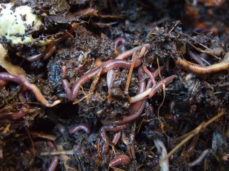 some worms crawling on the bottom of dirt