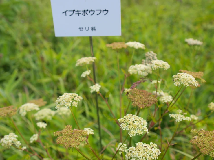 a sign with writing in another language in front of some flowers