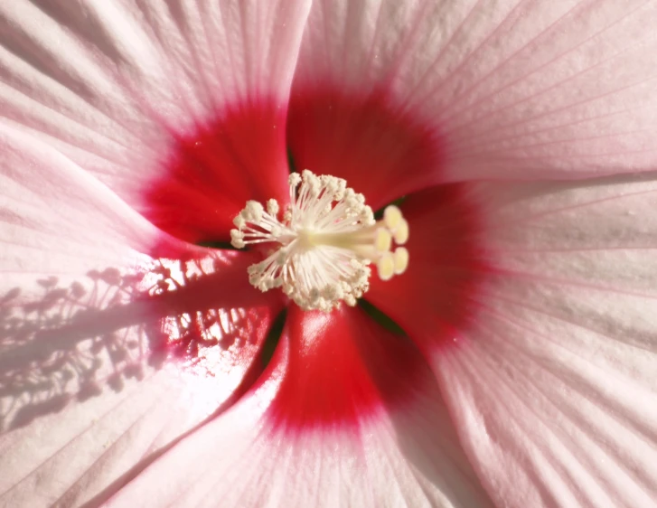 close up view of a red and white hibisn