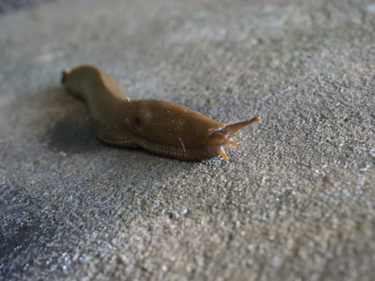 a slug on the ground, crawling in dirt
