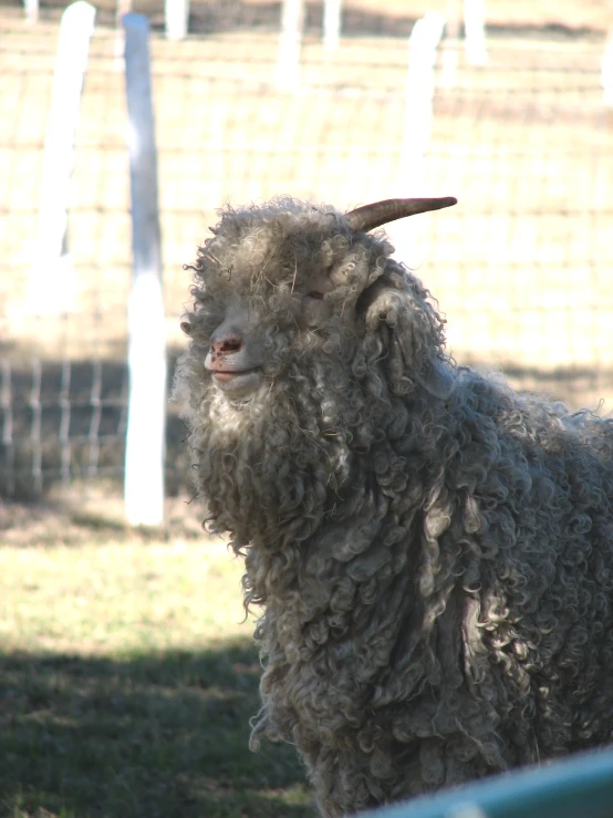 the sheep is looking to the side with his horns up