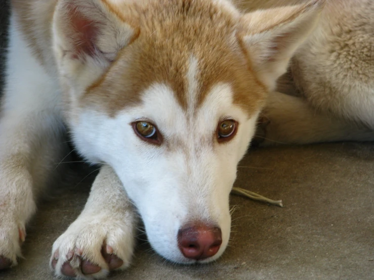 an adorable brown and white dog resting it's head on its paw