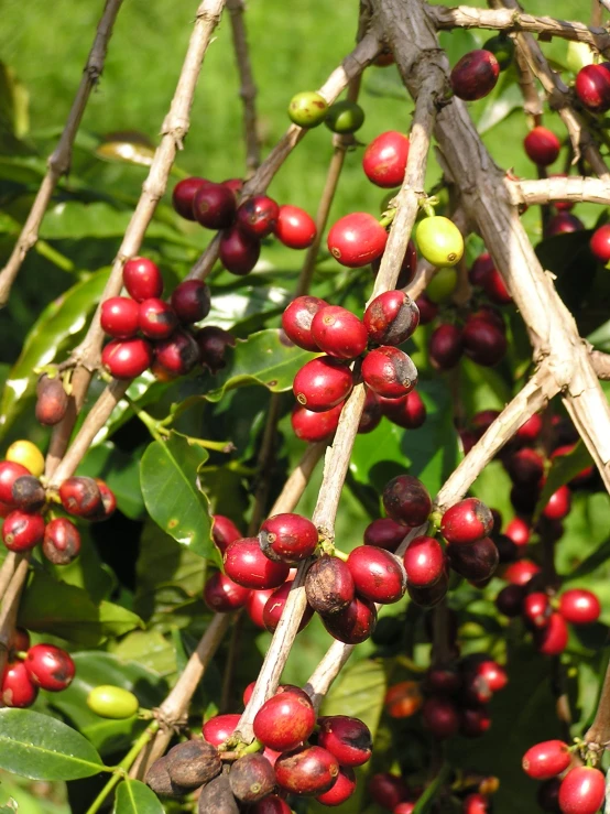 an image of coffee plants on the tree