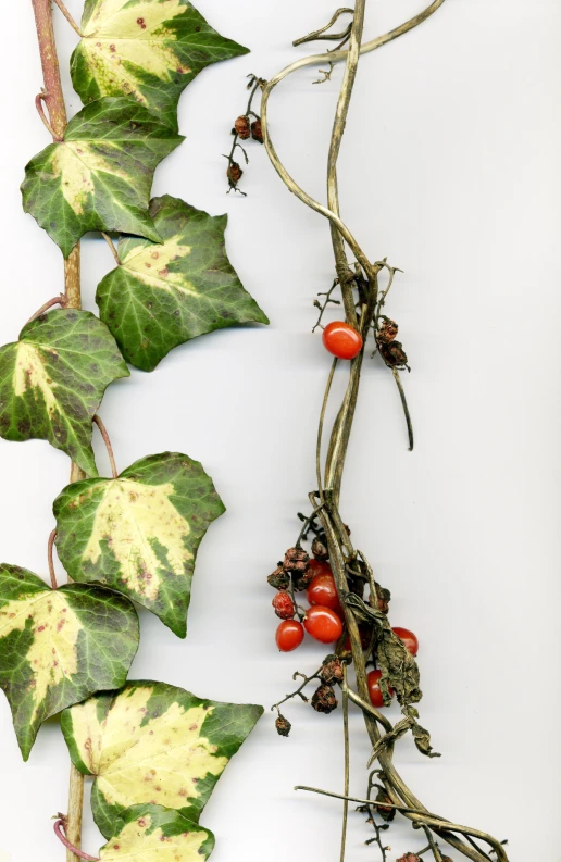 a nch of tree with green leaves and cherry tomatoes