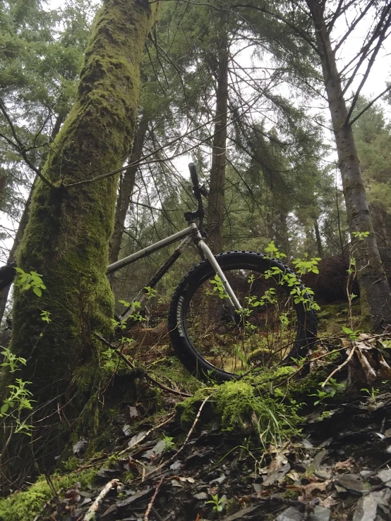 a bicycle sitting on top of a lush green forest