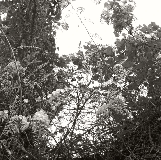 an upclose po of a tree nch against the sky