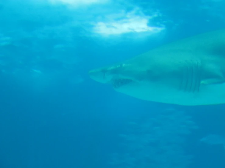 a large white shark swims in the water