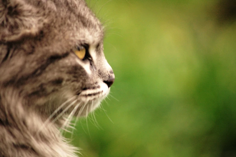 the long haired cat is staring to the left