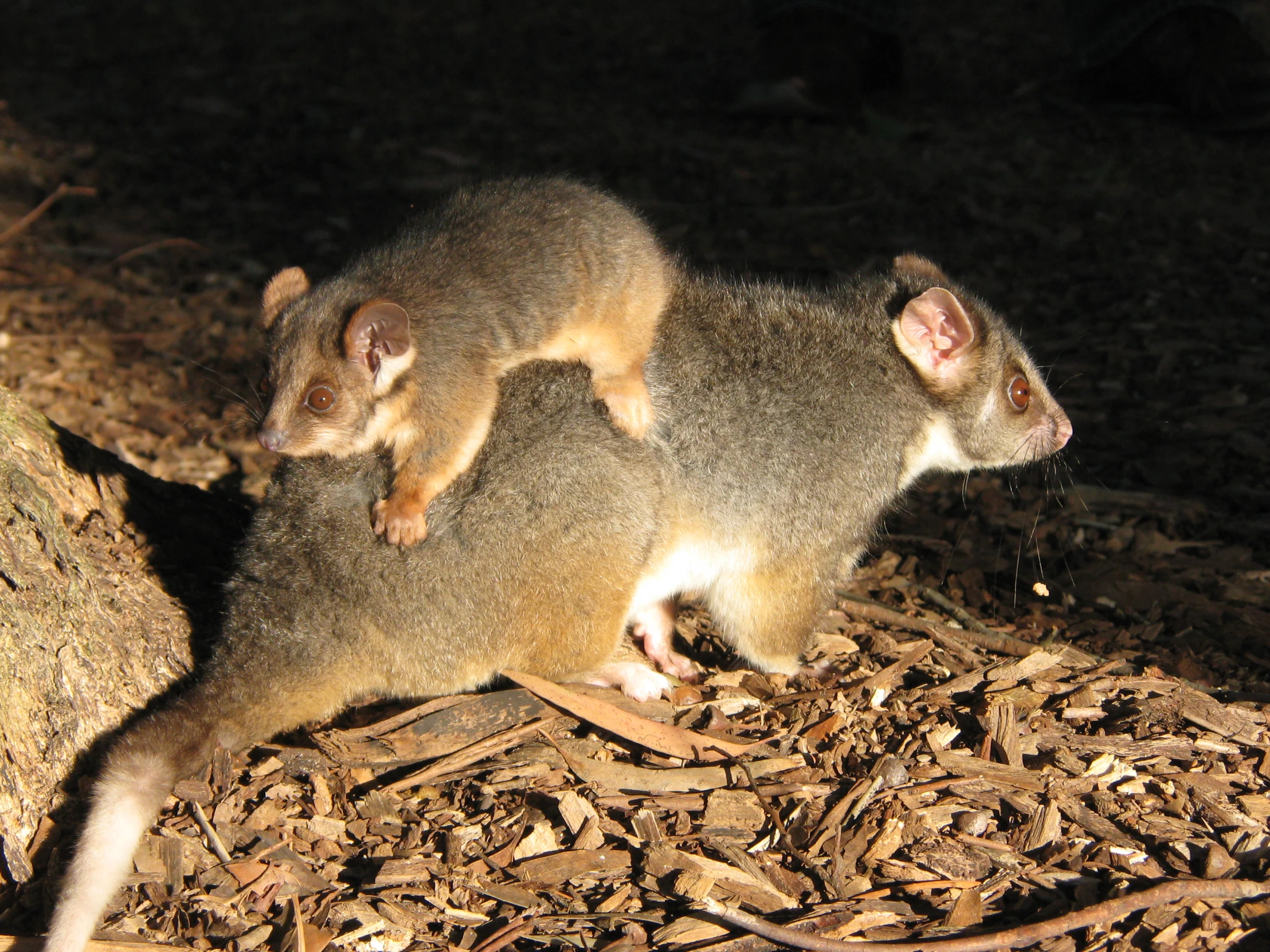 two grey animals standing next to each other on the ground