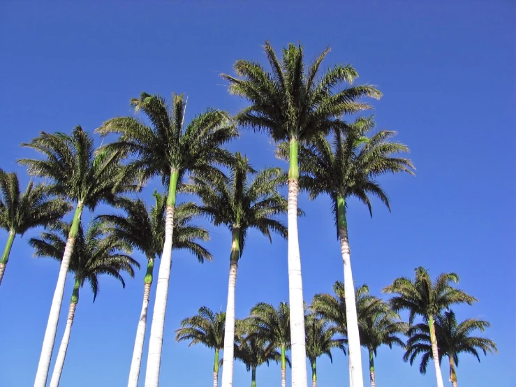 palm trees with many thin and short trunks against the blue sky