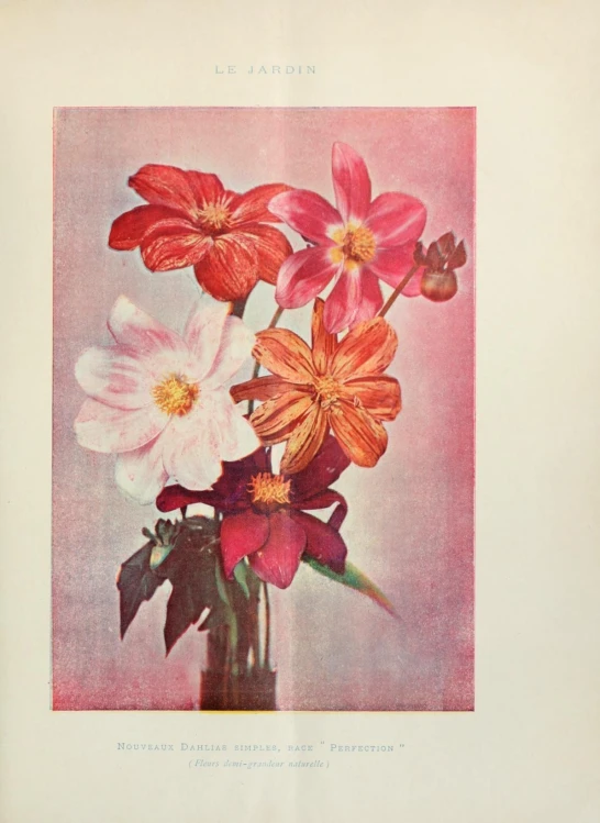 an old floral print of flowers with pink background