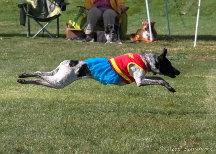 a greyhound dog is wearing a blue and yellow shirt