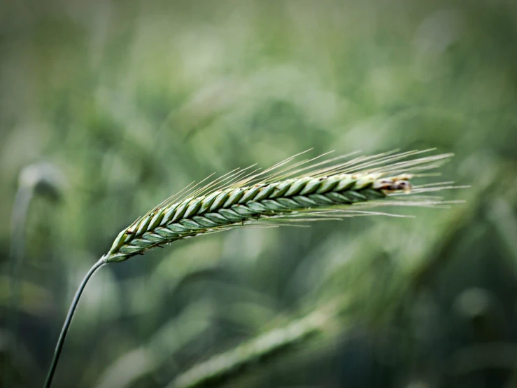 green leaves in foreground and an insect on the bottom