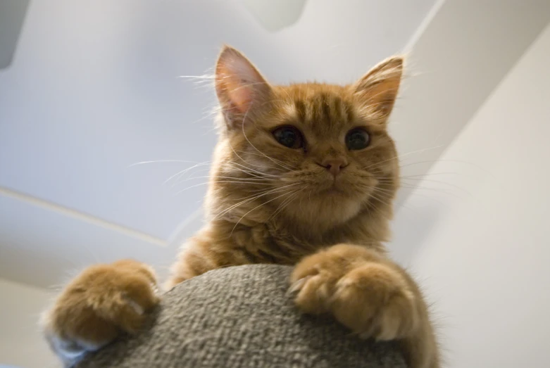 a cat sitting on top of a gray couch