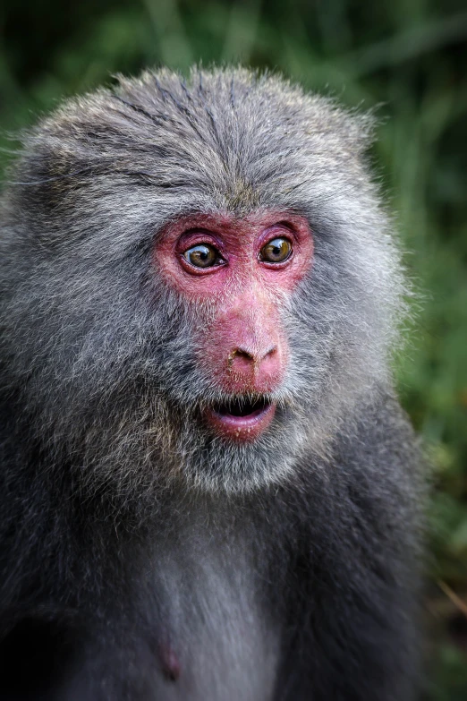 a close up of a monkey near some grass