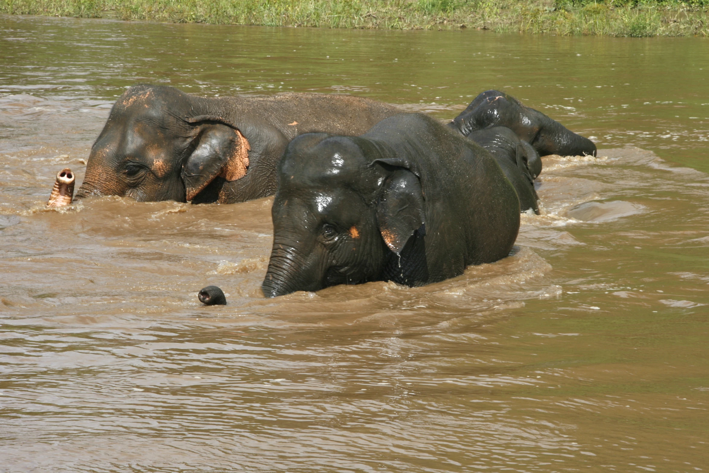 three elephants playing in a dirty river, with one another