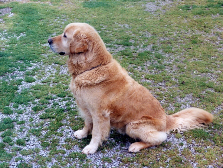 a brown dog sitting in the grass looking away from the camera