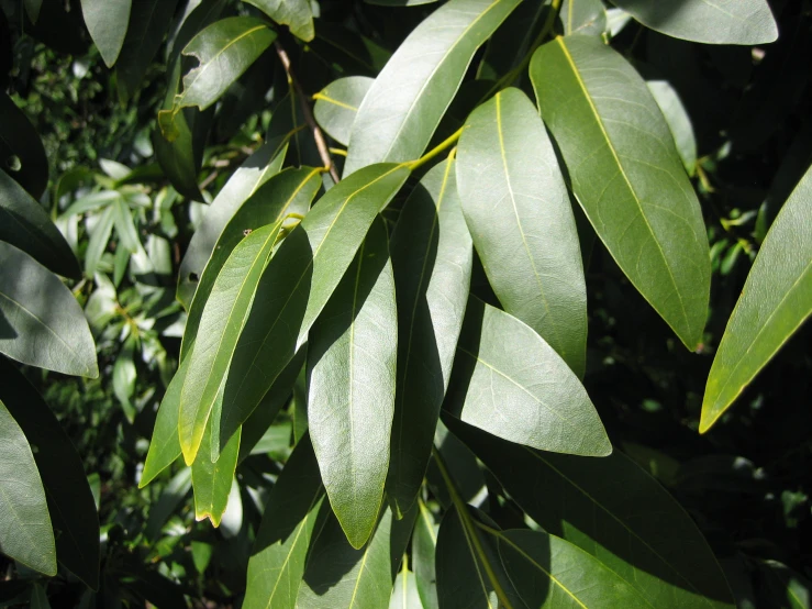 closeup of a tree nch showing long thin leaves