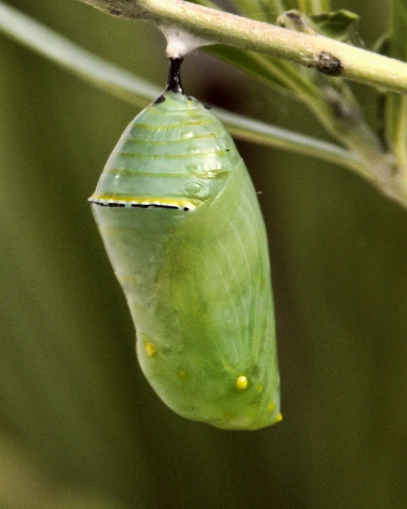 a green erfly caterpillars on a twig