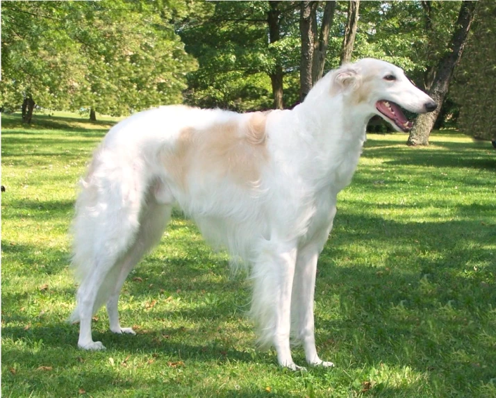 a large white dog with long, wavy hair standing on the grass
