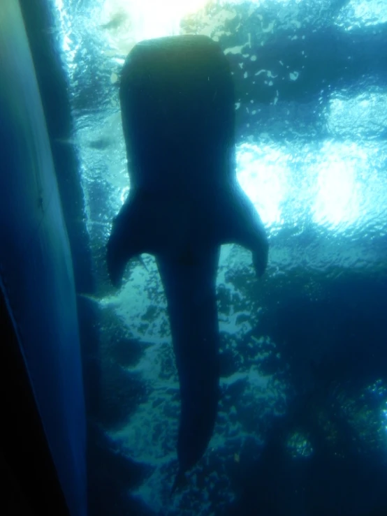 an image of an underwater scene taken from underneath the water