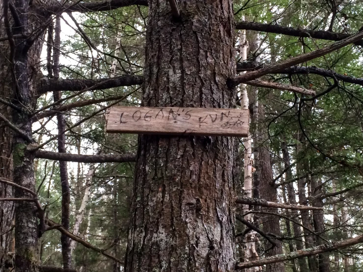a sign nailed to a large tree stating that we are buried there