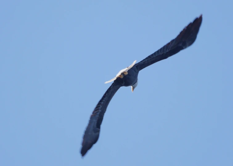 bird flying in clear blue sky with its wings wide open