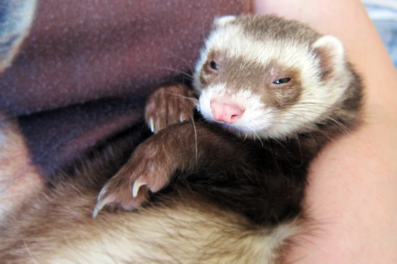 the ferret is being held by someone holding it