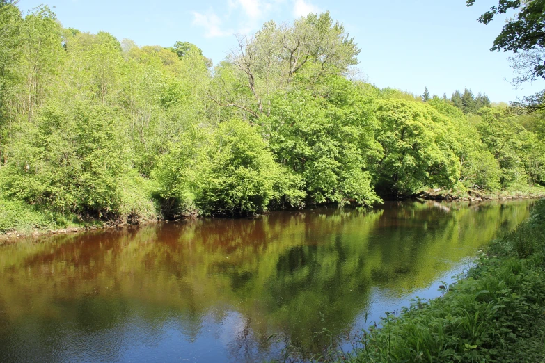 a quiet river with a lot of trees in the background