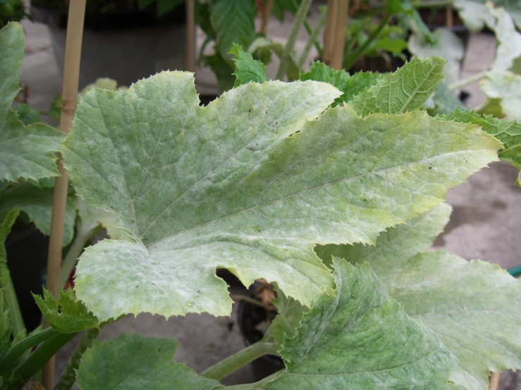 a leafy plant with lots of leaves and flowers in it