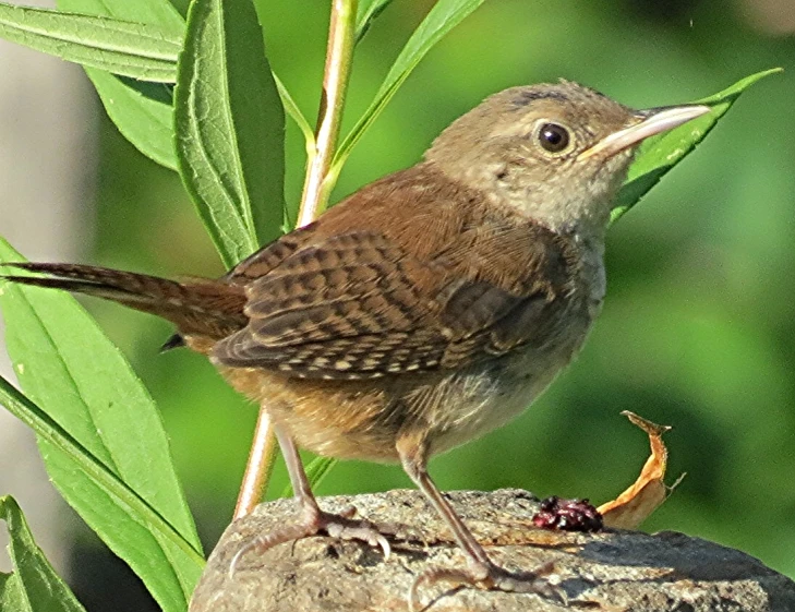 a small bird sitting on a rock surrounded by green leaves
