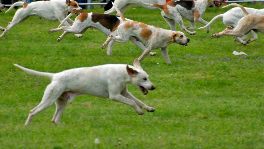 several dogs are running in a field of grass