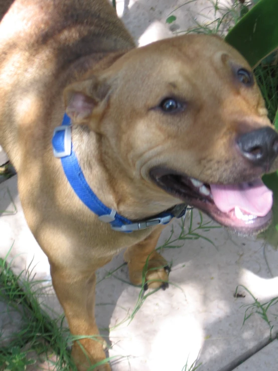 a brown and white dog with a blue collar standing by green leaves