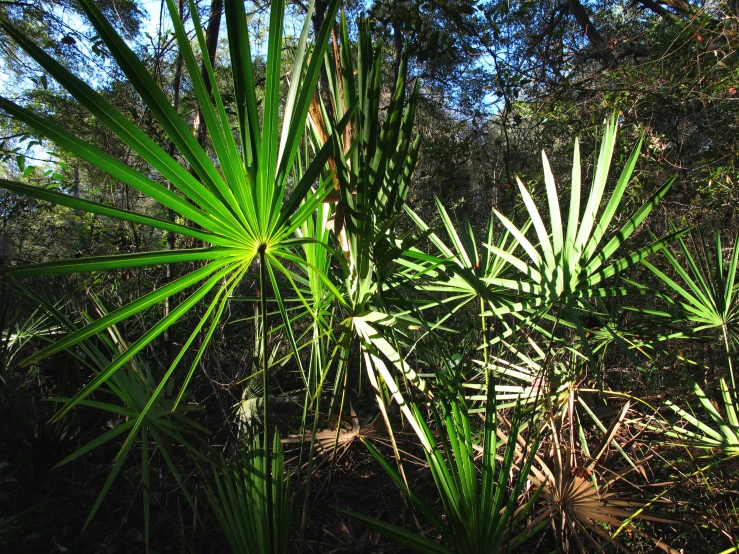 an image of a palm tree in the middle of forest