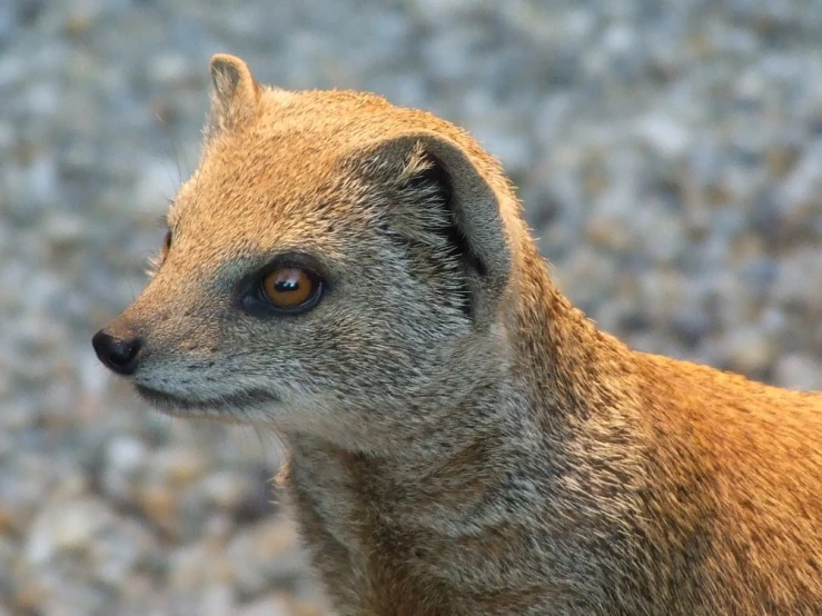 a little grey fox looking at the camera