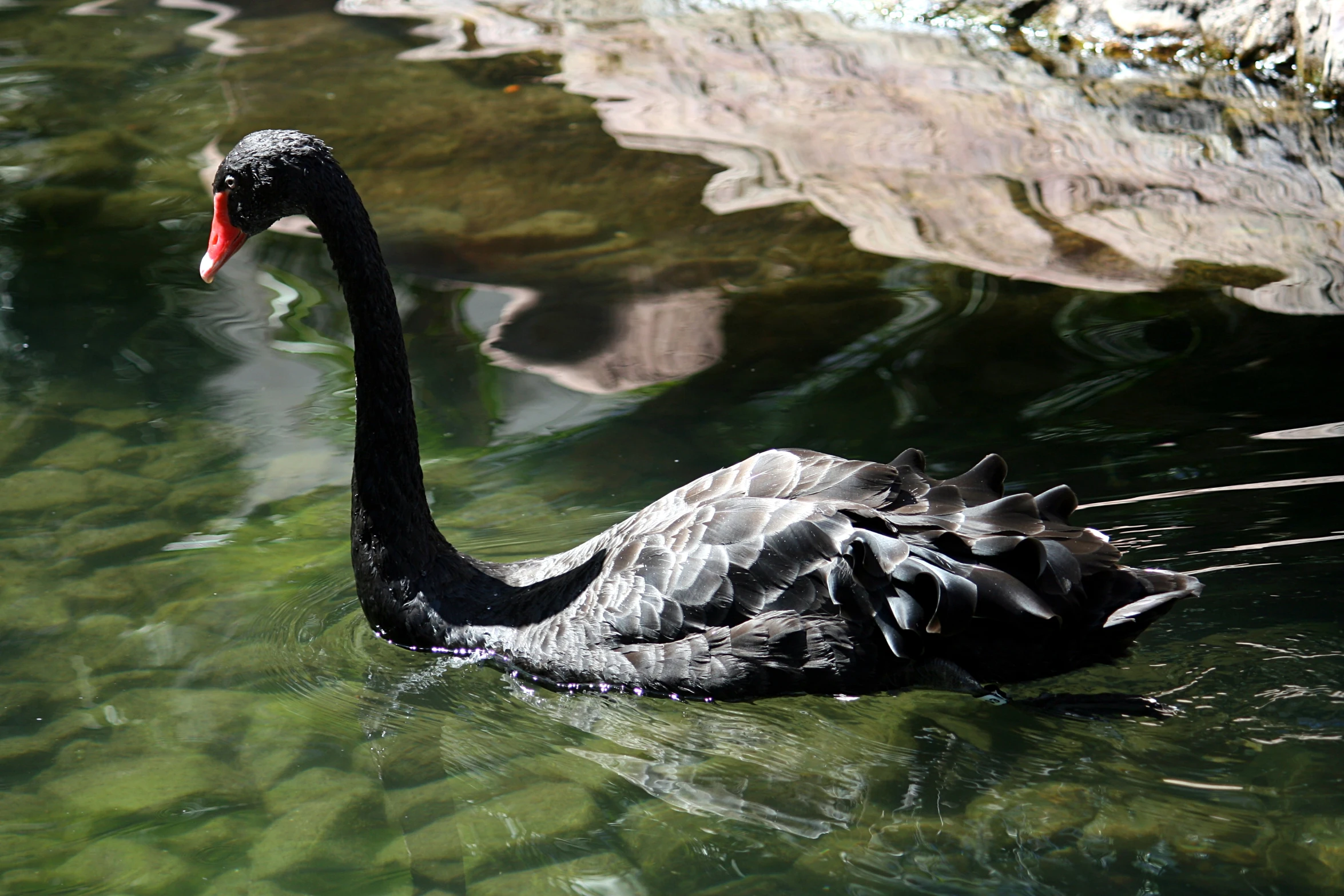 there is a black bird floating in the water