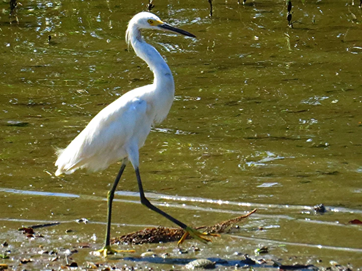 a white bird standing in a body of water