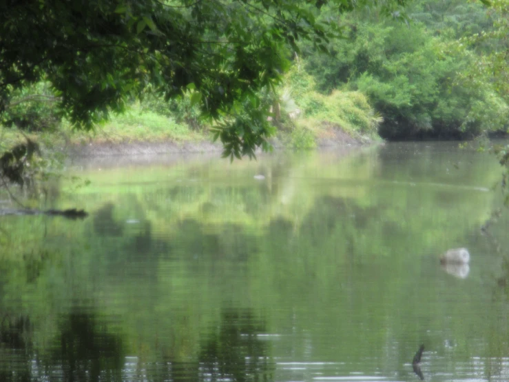 a pond with lots of water and ducks under some trees