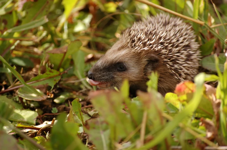 a small hedgehog standing in some grass and weeds